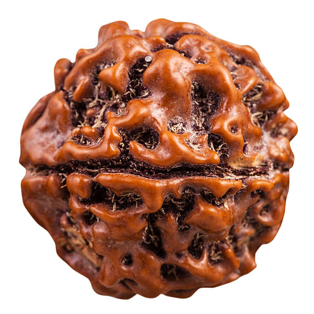 Certified Rudraksha in Sahakara Nagar